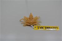 藏品(單刺單角蟹)的圖片